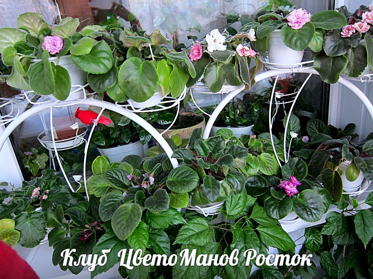 Подставка для цветов металлическая наоконная. Фото N9